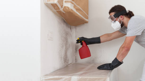 Professional Mold Cleanup technician working in Williston Park, NY